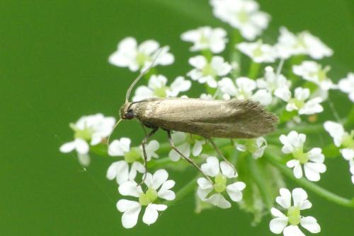 Réf. 256 434 : Glyphipterix fuscoviridella
